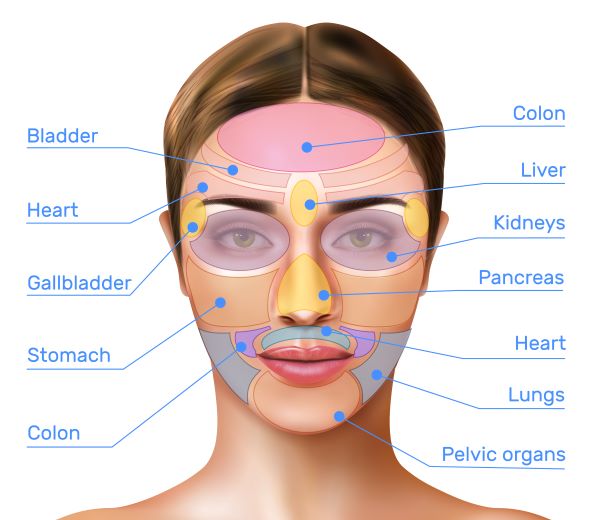 facial reflexology map