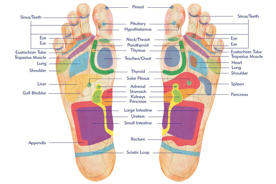 reflexology foot map diagram